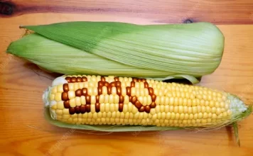 Listen to Kenyans, interreligious council tells govt on GMO