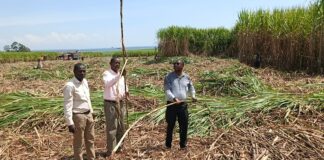 Tension as Sugar Firms Clash Over Farmers After Operations Resume