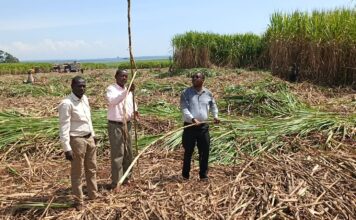 Tension as Sugar Firms Clash Over Farmers After Operations Resume