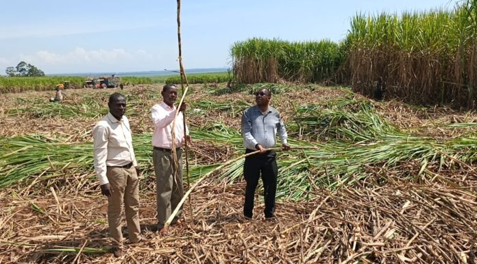 Tension as Sugar Firms Clash Over Farmers After Operations Resume